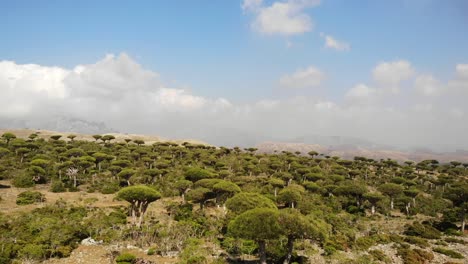 aerial view of the exotic firmihin forest with dragon blood trees on socotra island in yemen