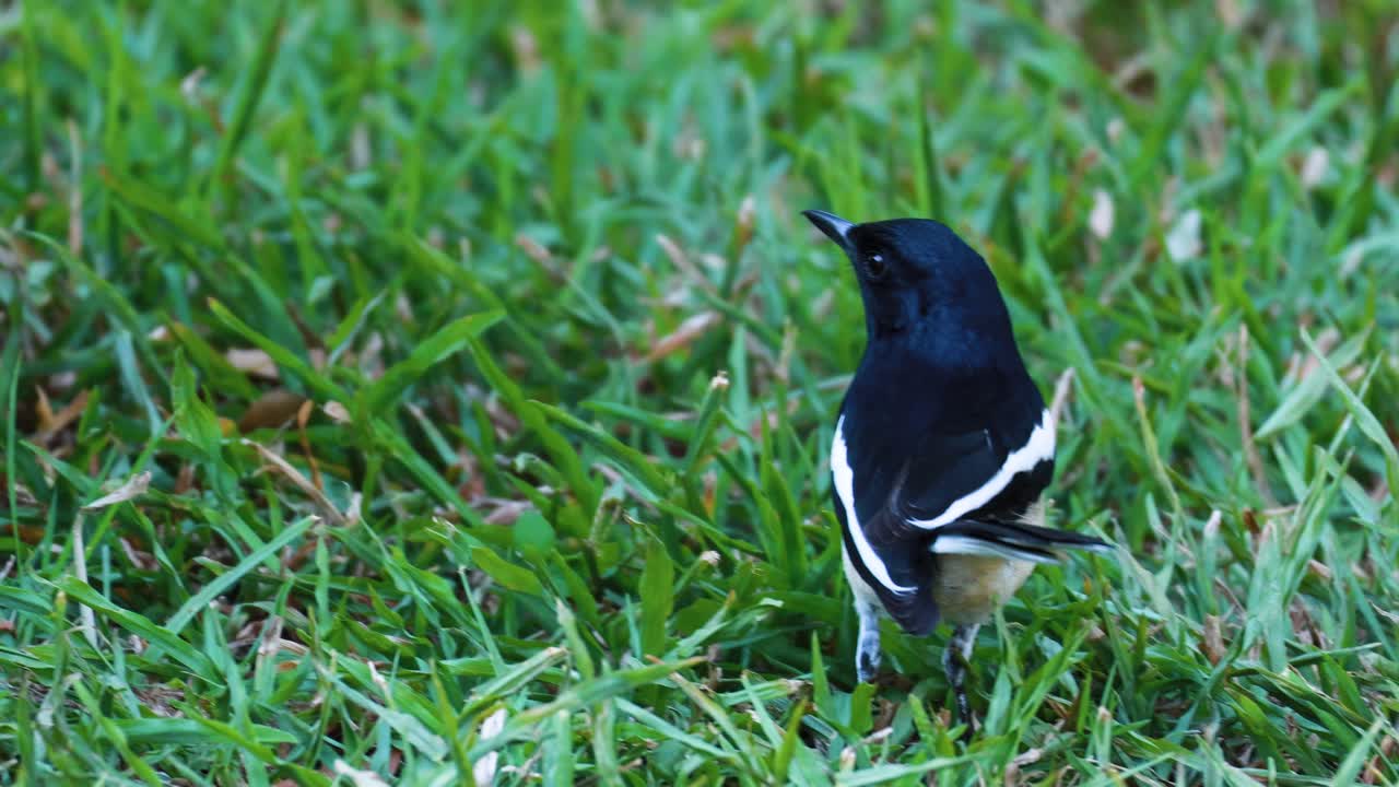 풀 속 의 검은색 과 색 의 새