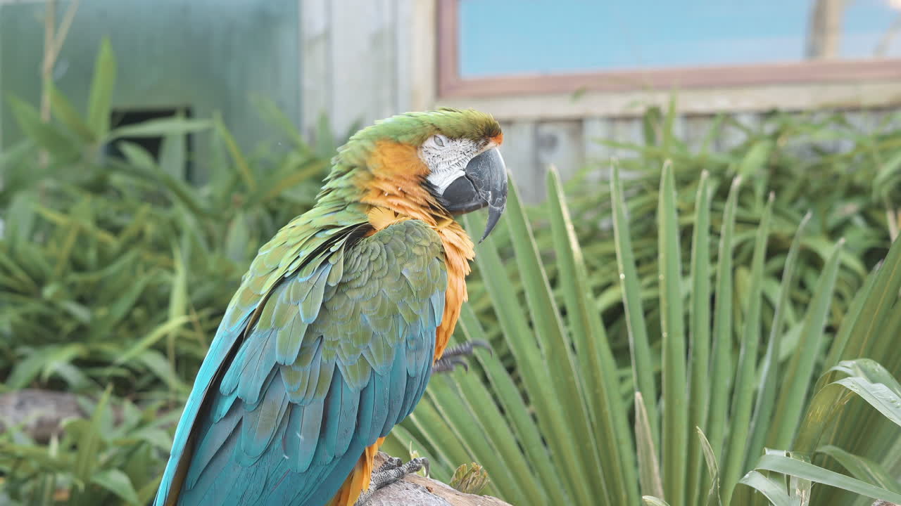 guacamayo azul verde y amarillo posado en una rama en su recinto al aire libre en un parque de vida silvestre