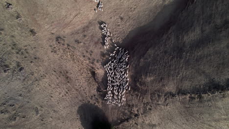 Drone-Elevándose-Por-Encima-De-Un-Gran-Rebaño-De-Ovejas-Blancas-En-El-Campo-Durante-El-Día