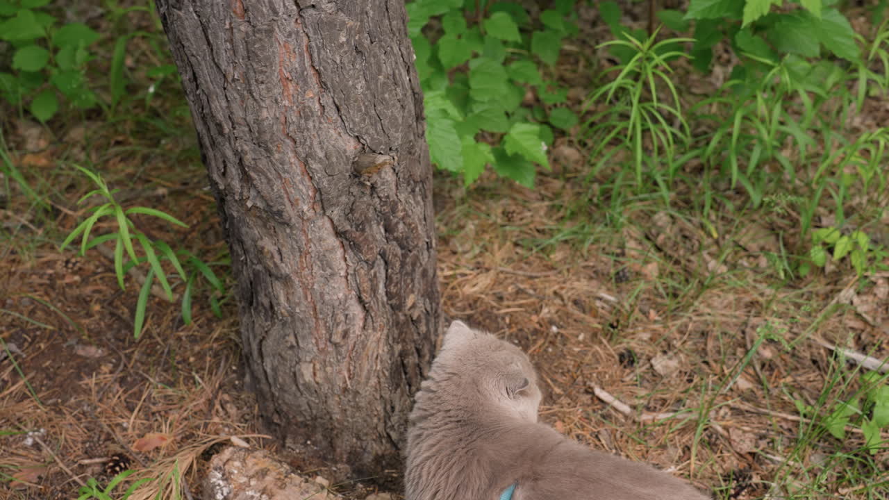 Gray Cat Sniffs And Investigates Woodland Surroundings, Feline In Gray Coloring Exploring Forest Base With Curiosity, Dark Gray Cat Carefully Sniffs Bark And Roots At Woodland Edge Scene