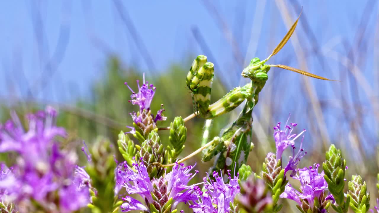 Devil's Flower Mantis standing on a flowering shrub waiting to catch a prey.