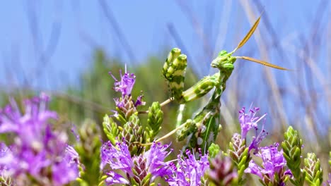 devil's flower mantis standing on a flowering shrub waiting to catch a prey.