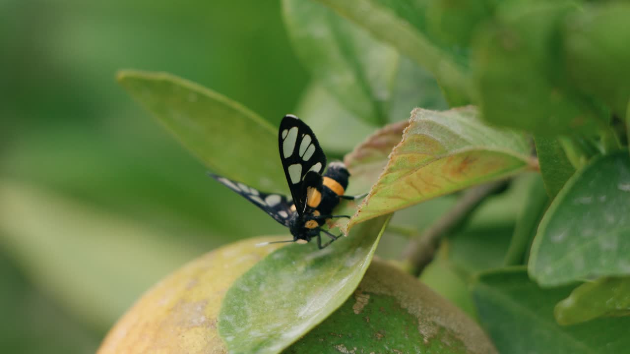 Black and Yellow Moth on Orange Tree Leaf