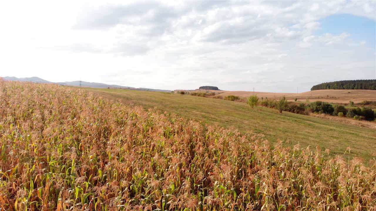 Corn Field And Forest in Background, Europe