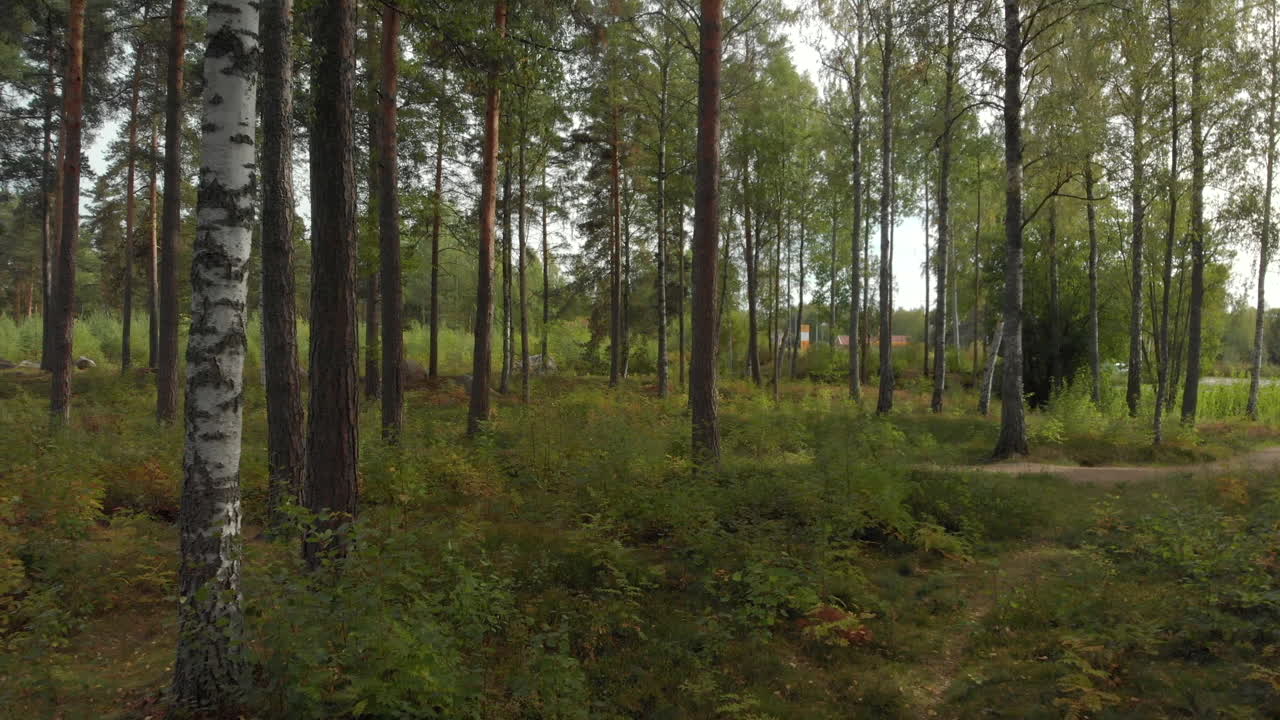 Afsløring af en smuk skov tæt på en stærkt trafikeret vej.