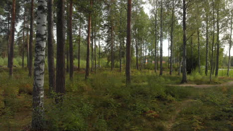 revealing a beautiful forest close to a heavy traffic road