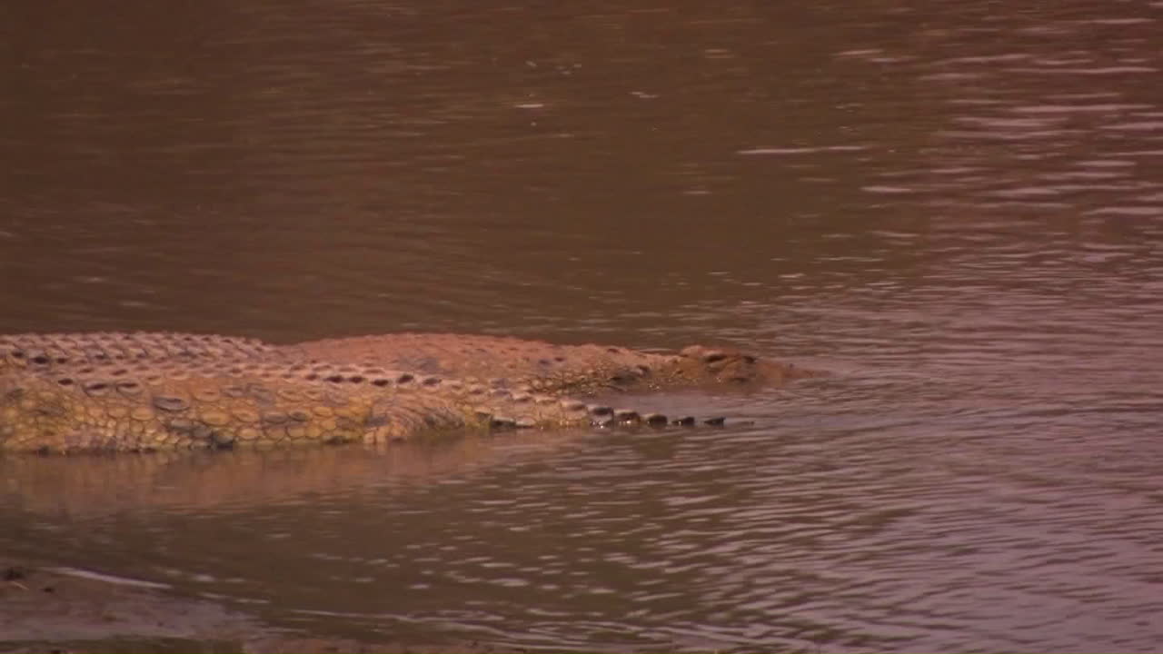 un caimán parcialmente sumergido levanta la cabeza fuera del agua