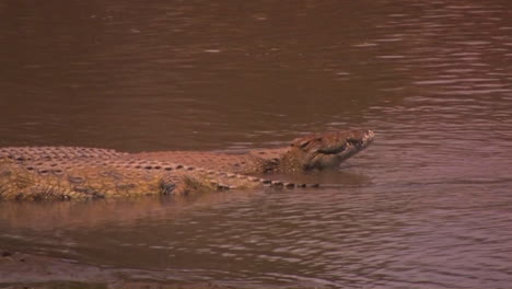 a partially submerged alligator lifts its head out of the water