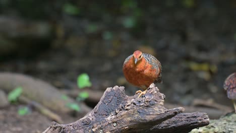 one moves away to the right while the other stays to feed more from the fallen log, ferruginous partridge caloperdix oculeus, thailand