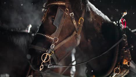 Cámara-Lenta-De-Copos-De-Nieve-Y-Caballos-Enjaezados-En-La-Fría-Noche-De-Invierno,-De-Cerca