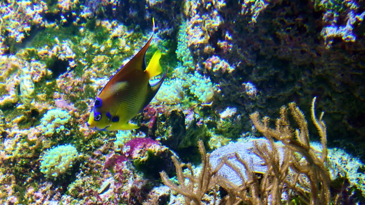 Tropical queen angelfish aka golden angelfish or yellow angelfish swimming among corals in a vibrant marine aquarium