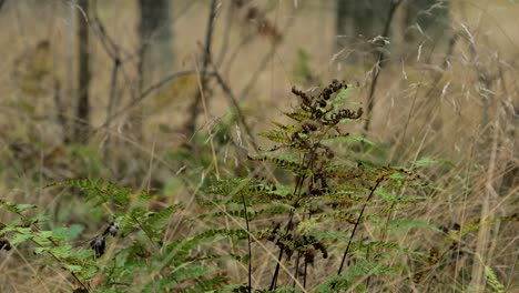 Dry-fern-leaves-swaying-in-wind,-pine-tree-forest-in-autumn,-autumn-season-concept,-shallow-depth-of-field,-mystical-forest-background,-medium-shot