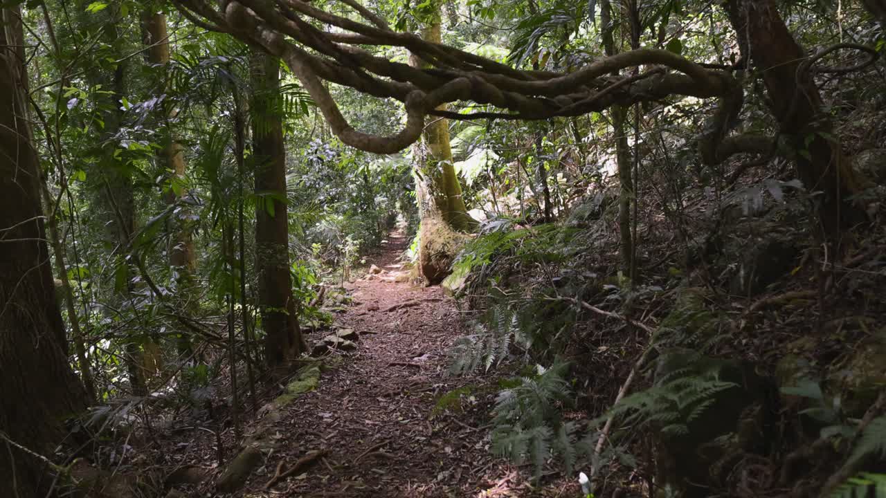 un tranquilo paseo por el exuberante bosque tropical