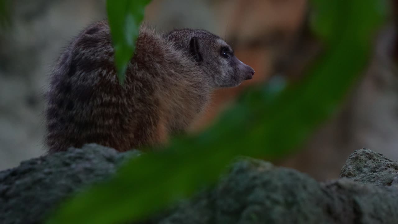 A Meerkat (Suricata suricatta) rests on the ground, looking around its surroundings, close up shot.