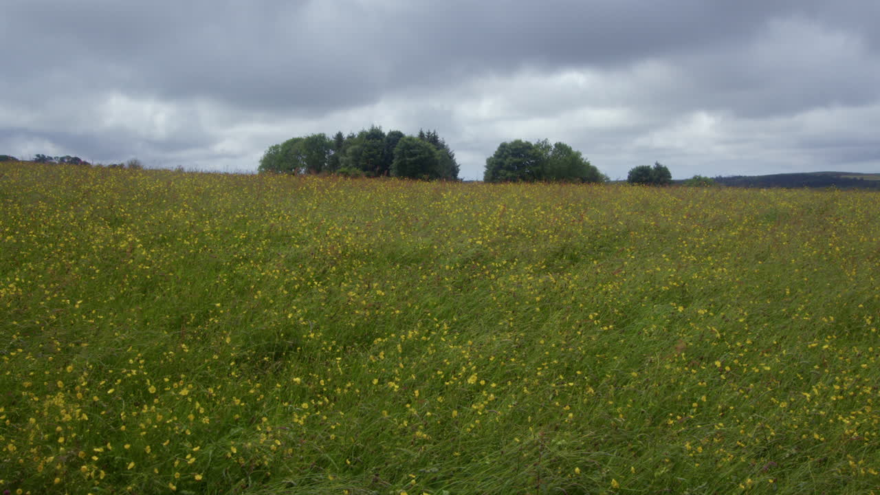 Serene Meadow with Wildflowers under a Cloudy Sky