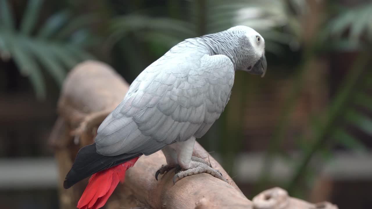 especies en peligro de extinción inteligente congo loro gris africano, psittacus erithacus caminando lentamente sobre un tronco de madera en el santuario de vida silvestre