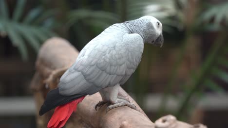 endangered species intelligent congo african grey parrot, psittacus erithacus slowly walking on a wood log at wildlife sanctuary