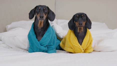 dos dachshunds divertidos con túnicas de terry están sentados en la cama bajo una manta cálida. los perros se acuestan tristemente y cambian de pata a pata, porque están cansados de esperar a que el dueño se ponga a dormir.