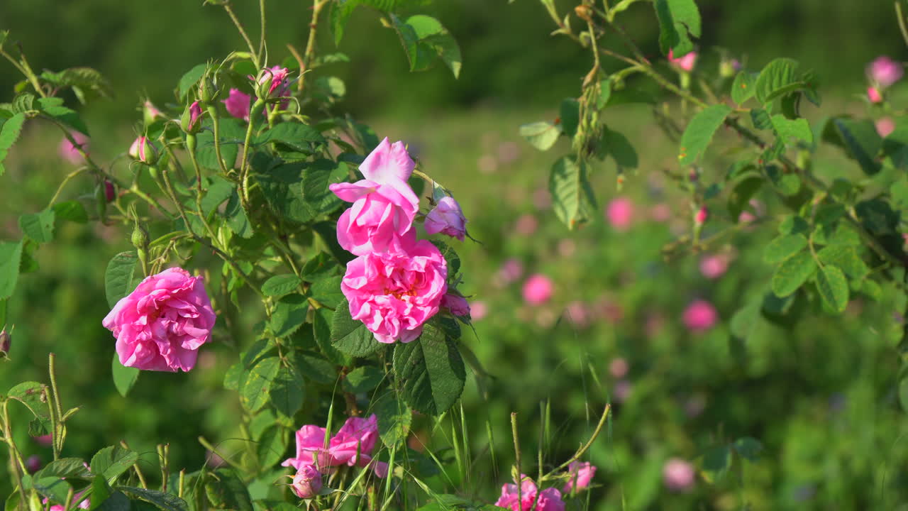 floreciente rosa búlgaro con aceite en primer plano, un campo de rosas en el fondo