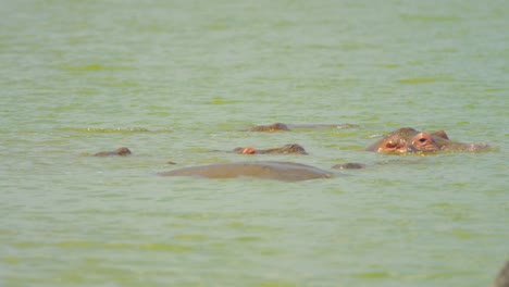 wild hippos break the water surface to look out for predators in slow motion