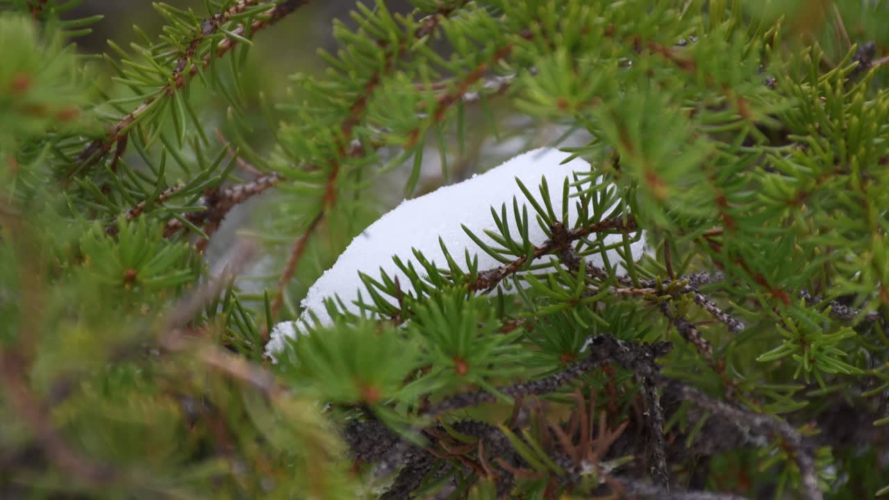 pequeña bola de nieve sentada firmemente en la rama de pino verde viento lento tiro constante