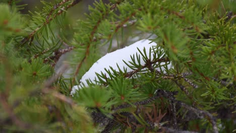 Pequeña-Bola-De-Nieve-Sentada-Firmemente-En-La-Rama-De-Pino-Verde-Viento-Lento-Tiro-Constante