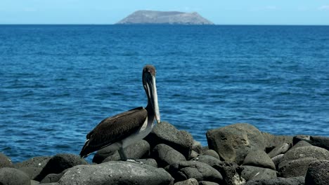 brown pelican on the shore of north seymour galapagos