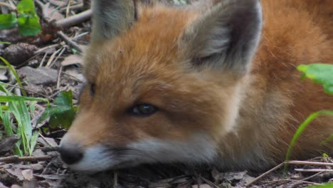 cute red fox cub stands in the grass and looks at the camera