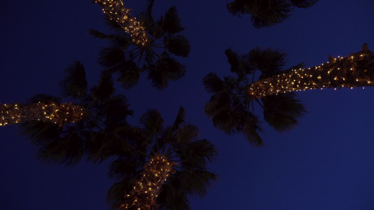 cinco palmeras decoradas con navidad por la noche en hawai para un luau