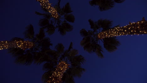 five christmas decorated palm trees at night in hawaii for a luau