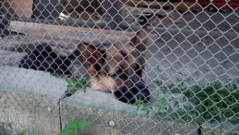 el perro triste yace en el suelo en una jaula