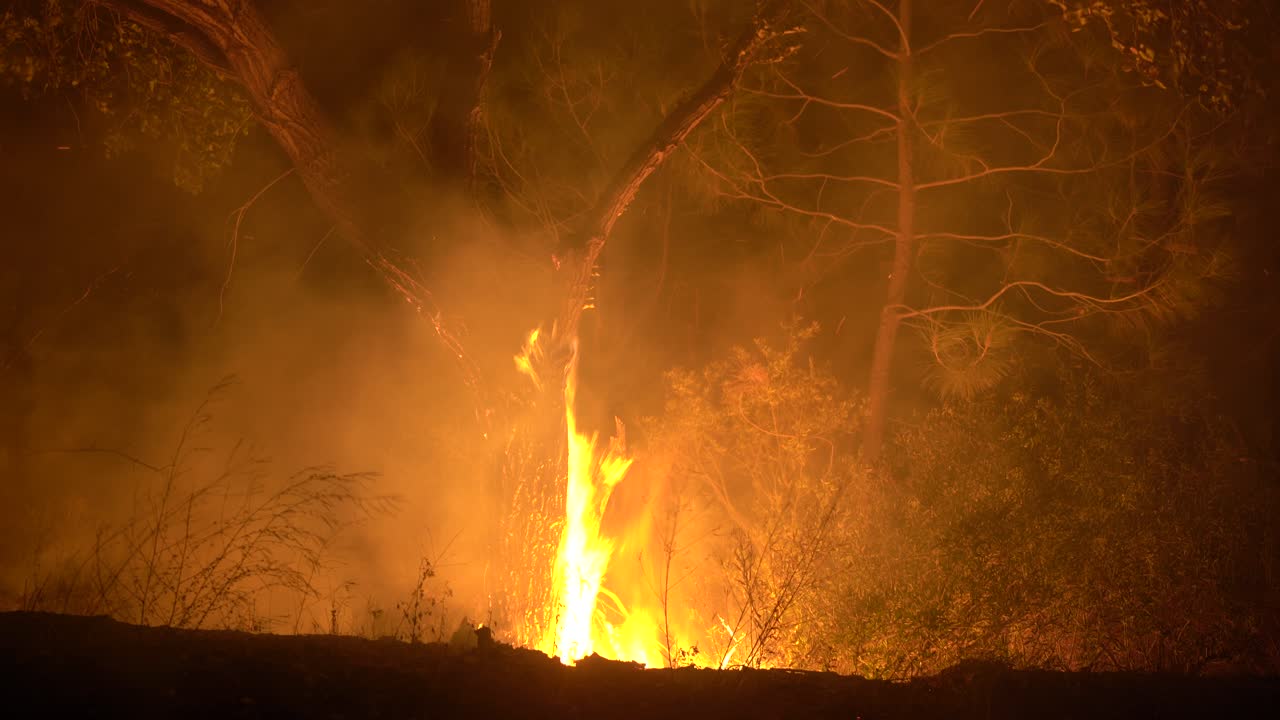 숲에서 불타는 나무