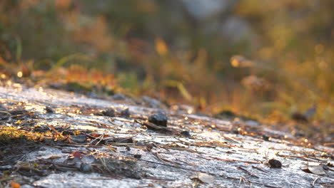 winged insects hovering above wet autumn ground, static background shot