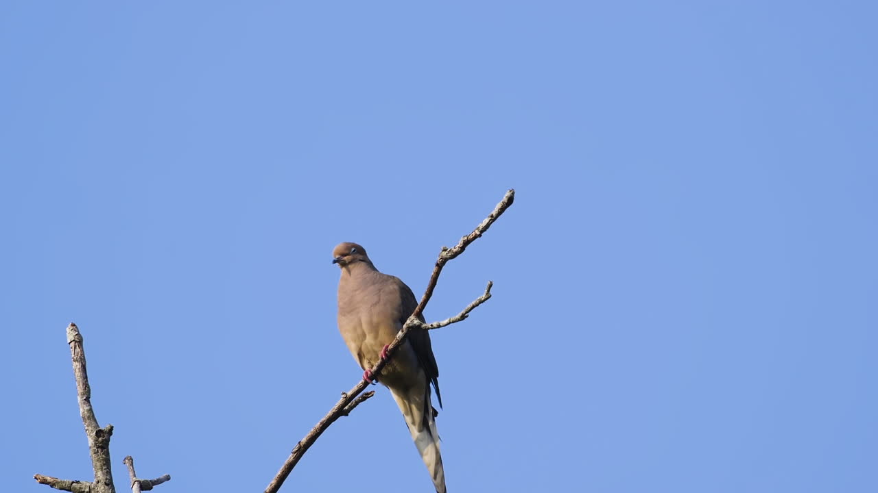 una paloma de luto beige encaramada en la copa de un árbol sin hojas contra un fondo de cielo azul