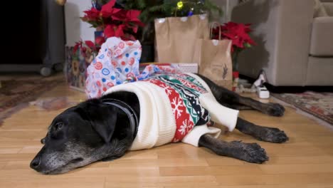 a black senior labrador dog wearing a christmas-themed sweater as it lies on the ground in front of a decorated christmas tree and gifts