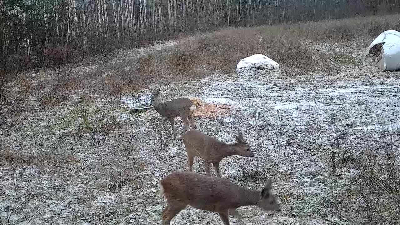 겨울에 숲 으로 걸어가는 사 한 무리