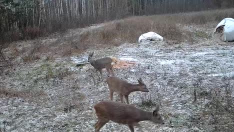 a pack of deer walking next to a forest in the winter