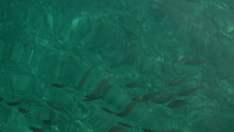 many fish swim in the clear turquoise water