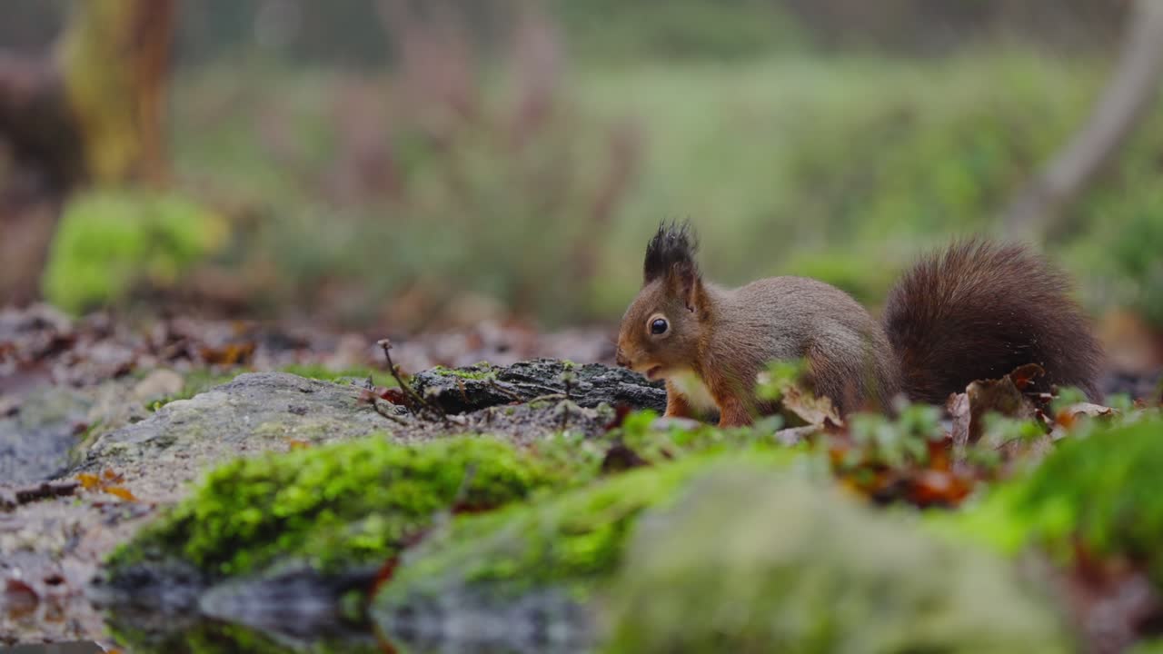 Scoiattolo rosso attraversa lentamente il suolo della foresta, con la testa bassa e la coda sollevata in un movimento cauto