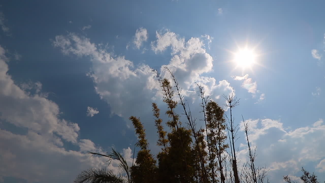 cielo nublado azul con sol y plantas en primer plano