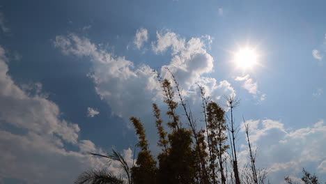 blue-cloudy-sky-with-sun-and-plants-in-foreground