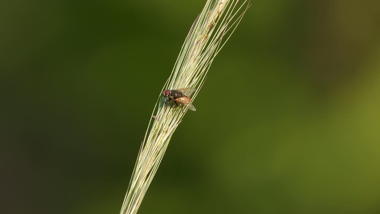 집파리 uhd mp4 4k