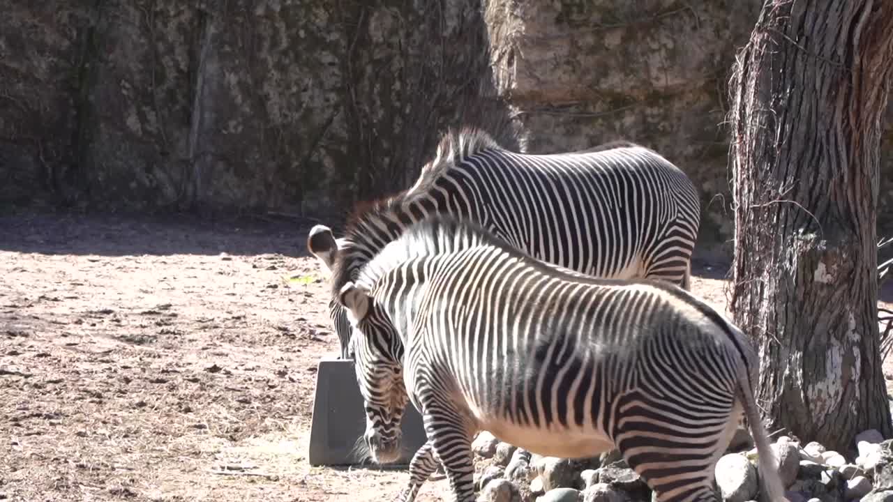 las cebras de lincoln zoo grevy son el tipo más grande de cebras, con una altura de 4'5 pies en el hombro y un peso de 770'950 libras