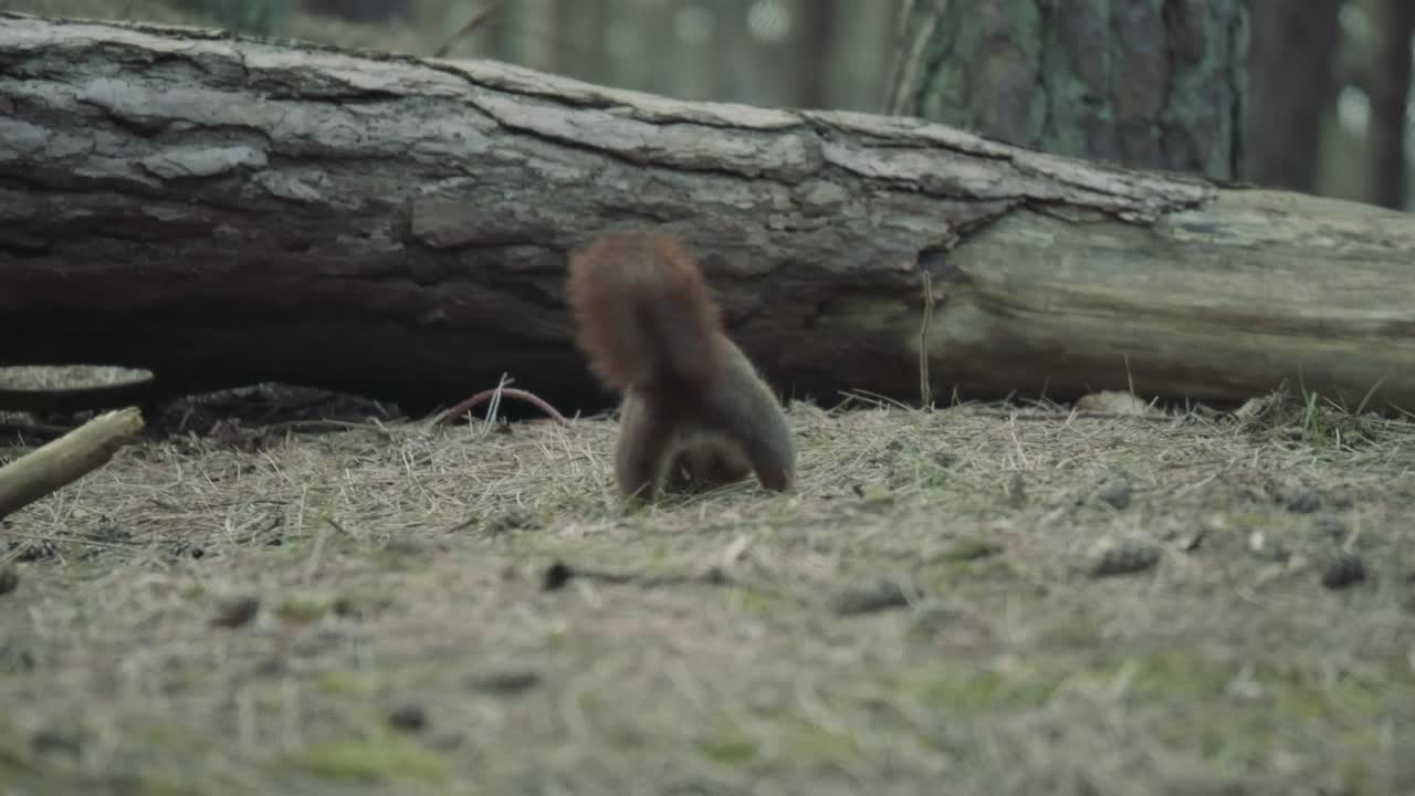 ardilla roja moviéndose en el bosque recolectando y enterrando nueces