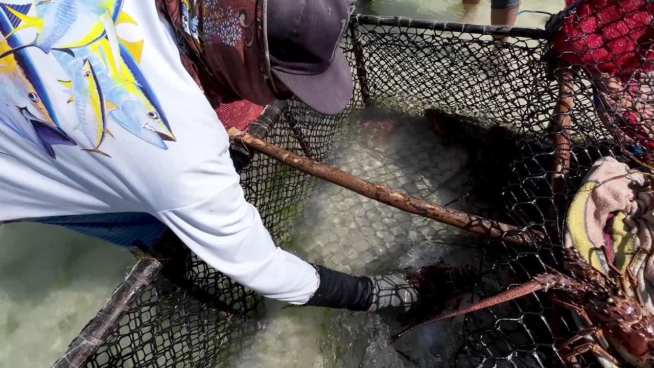 Inshore lobstermen haul traps with spiny lobsters and put they inside bags. Fishing Sales