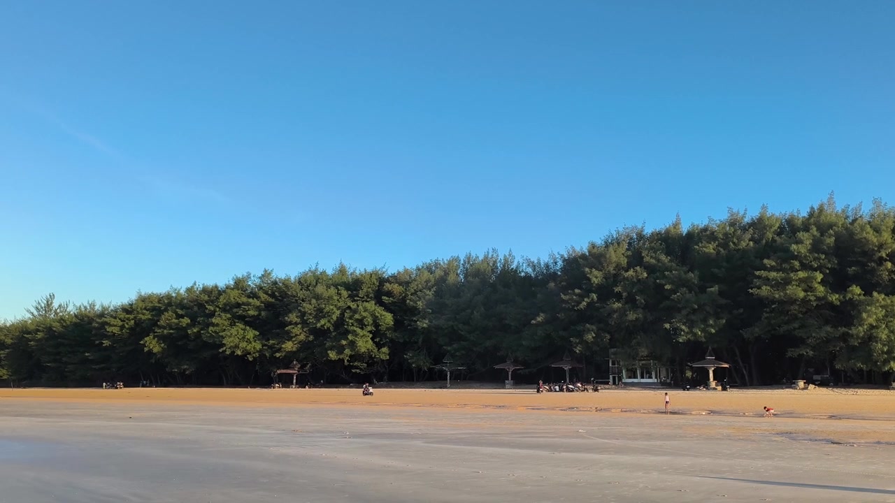 People Relaxing on a Sandy Beach Near a Pine Forest