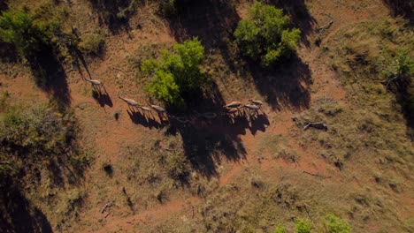 Afrikanische-Zebraherde,-Die-In-Der-Ariden-Savannenreserve-Wandert,-Luft-Von-Oben-Nach-Unten