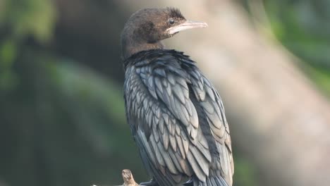 Cormorant-in-pond-and-waiting-for-pray-