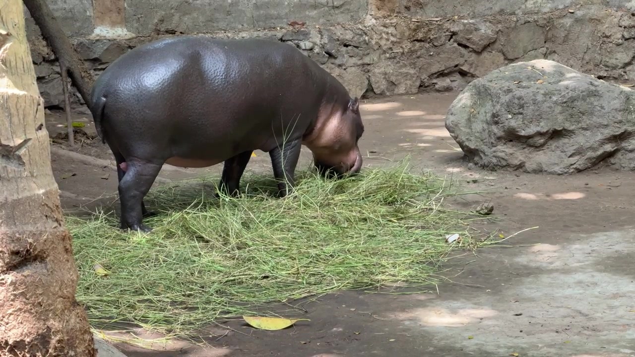 Ippopotamo pigmeo che mangia erba in un recinto